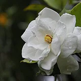 Photograph 4 of Gardenia Large Jar, 21.25 oz